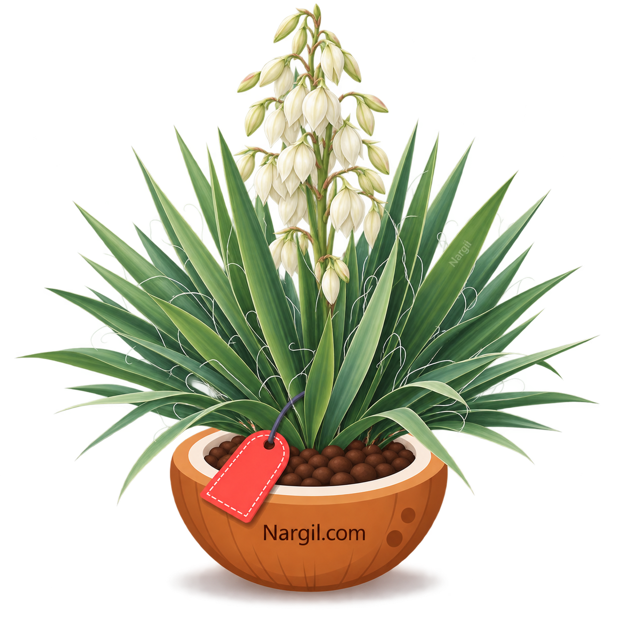 Nargil_Yucca Filamentosa.